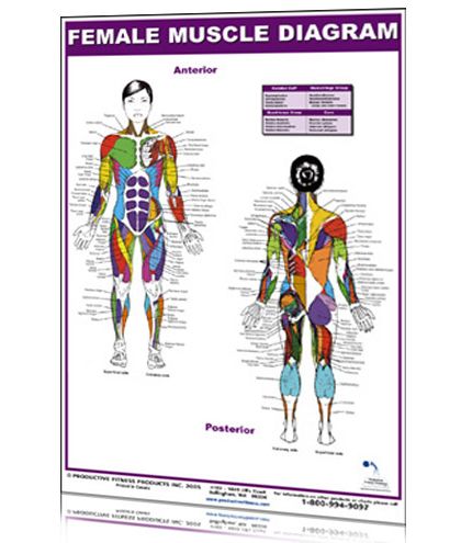 Female Leg Muscles Diagram - The Female Muscular System Laminated